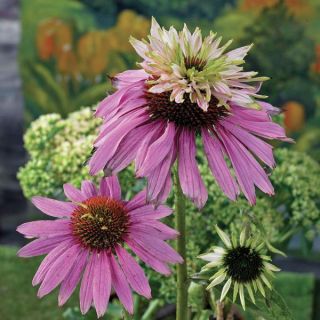 Double Decker Coneflower Thumbnail